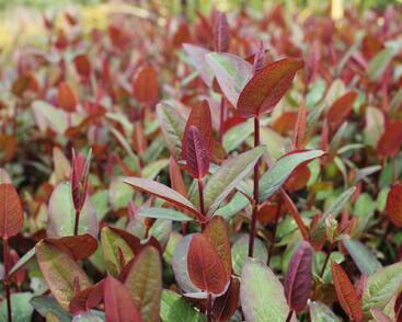 Třezalka nevonná 'Impression'