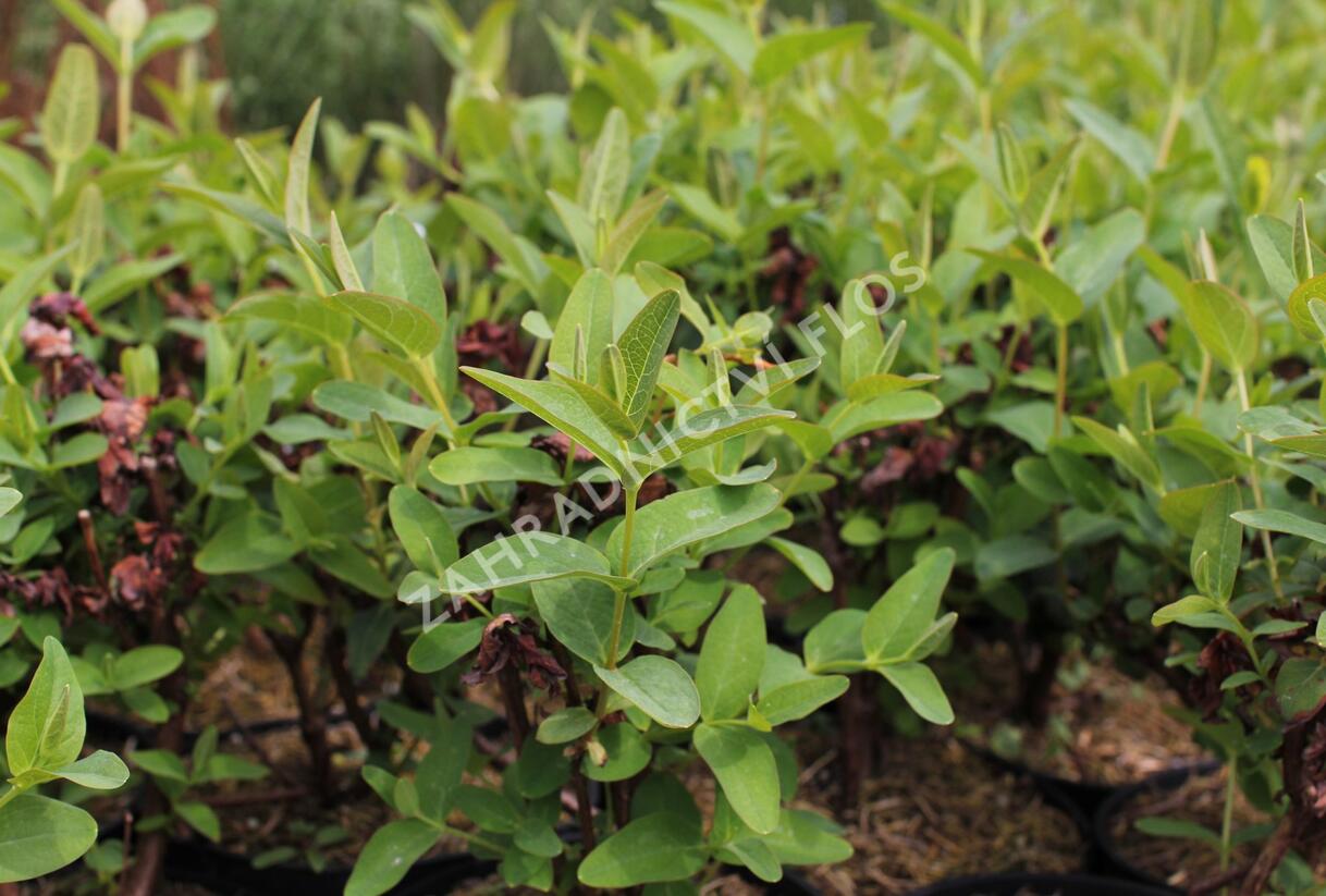 Třezalka nevonná 'Innocence' - Hypericum inodorum Magical 'Innocence'