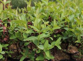 Třezalka nevonná 'Innocence' - Hypericum inodorum Magical 'Innocence'
