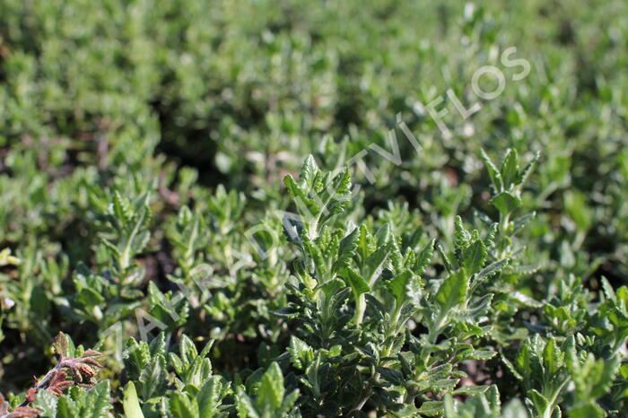 Ožanka - Teucrium lucidrys