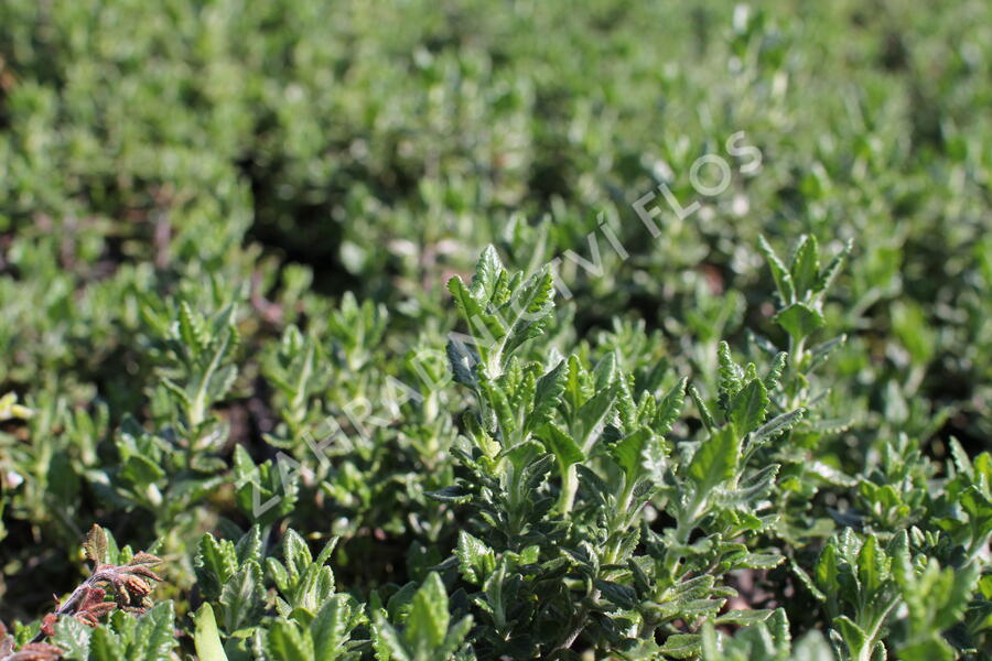 Ožanka - Teucrium lucidrys