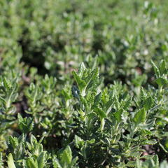 Ožanka - Teucrium lucidrys