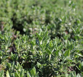 Ožanka - Teucrium lucidrys