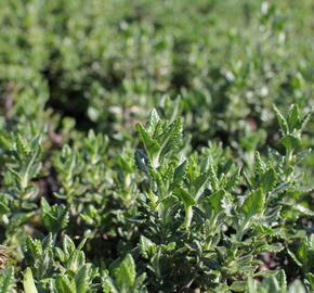 Ožanka - Teucrium lucidrys