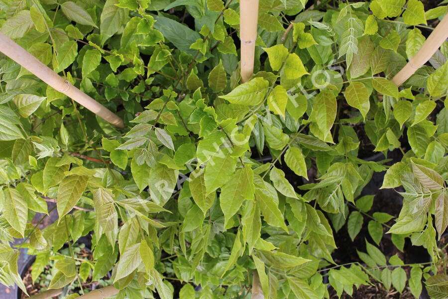 Vistárie čínská 'Caroline' - Wisteria sinensis 'Caroline'