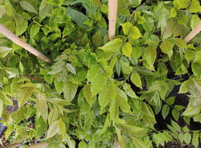 Vistárie čínská 'Caroline' - Wisteria sinensis 'Caroline'