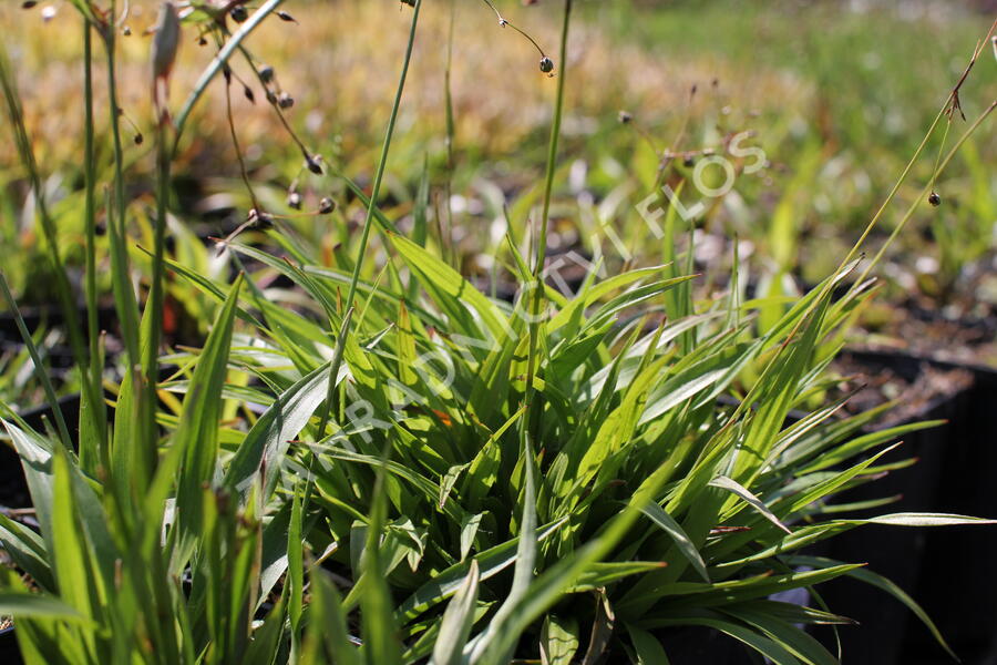 Bika chlupatá 'Grünfink' - Luzula pilosa 'Grünfink'