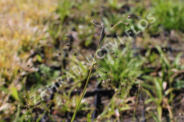 Bika chlupatá 'Grünfink' - Luzula pilosa 'Grünfink'