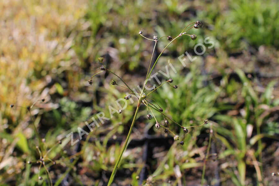 Bika chlupatá 'Grünfink' - Luzula pilosa 'Grünfink'