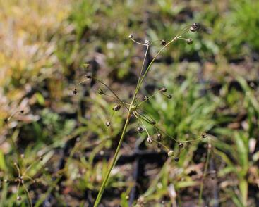 Bika chlupatá 'Grünfink'