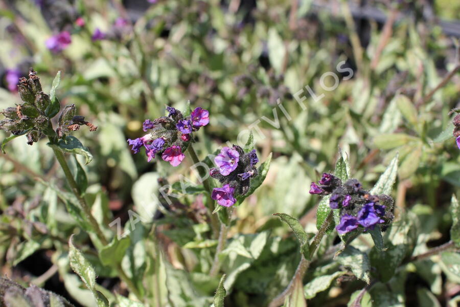 Plicník skvrnitý 'Silverado' - Pulmonaria saccharata 'Silverado'