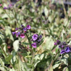 Plicník skvrnitý 'Silverado' - Pulmonaria saccharata 'Silverado'