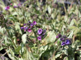 Plicník skvrnitý 'Silverado' - Pulmonaria saccharata 'Silverado'