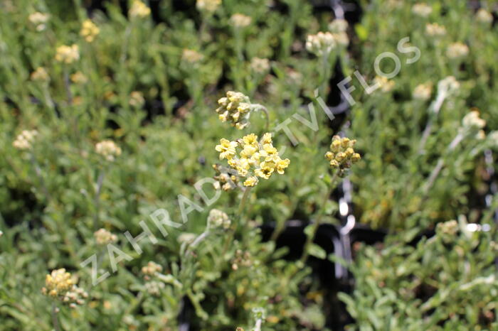 Řebříček 'King Edward' - Achillea lewisii 'King Edward'