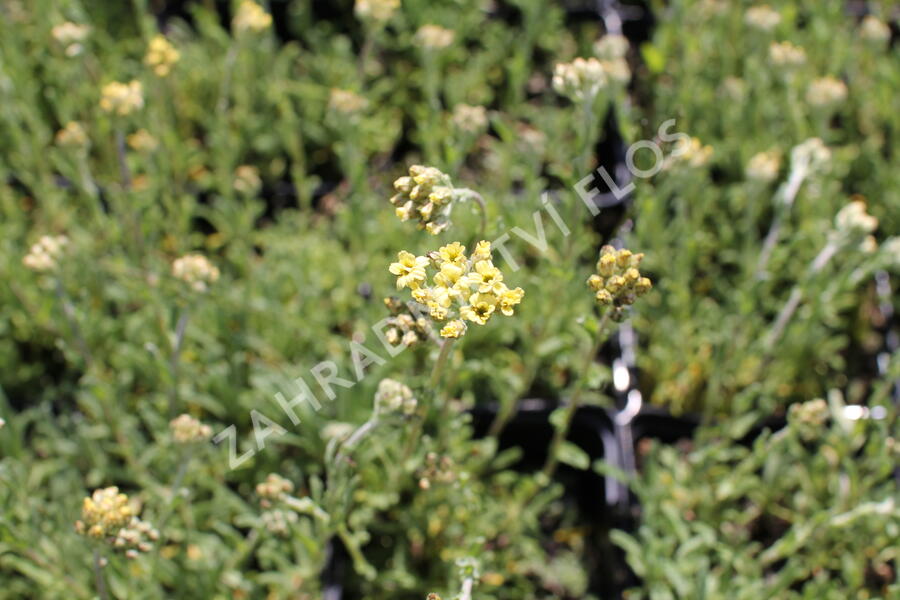 Řebříček 'King Edward' - Achillea lewisii 'King Edward'