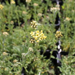 Řebříček 'King Edward' - Achillea lewisii 'King Edward'