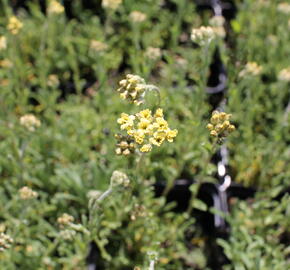 Řebříček 'King Edward' - Achillea lewisii 'King Edward'