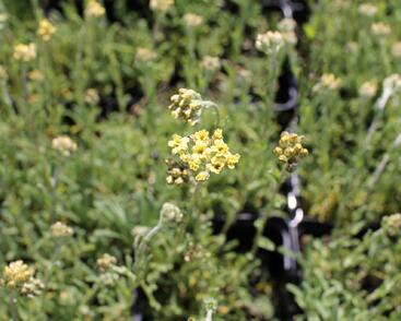 Řebříček 'King Edward'