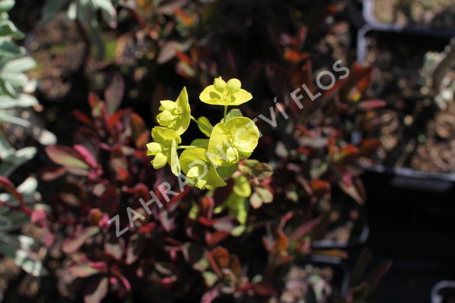 Pryšec mnohobarvý 'Purpurea' - Euphorbia polychroma 'Purpurea'