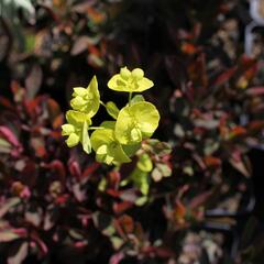 Pryšec mnohobarvý 'Purpurea' - Euphorbia polychroma 'Purpurea'