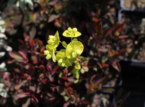 Pryšec mnohobarvý 'Purpurea' - Euphorbia polychroma 'Purpurea'