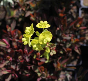 Pryšec mnohobarvý 'Purpurea' - Euphorbia polychroma 'Purpurea'