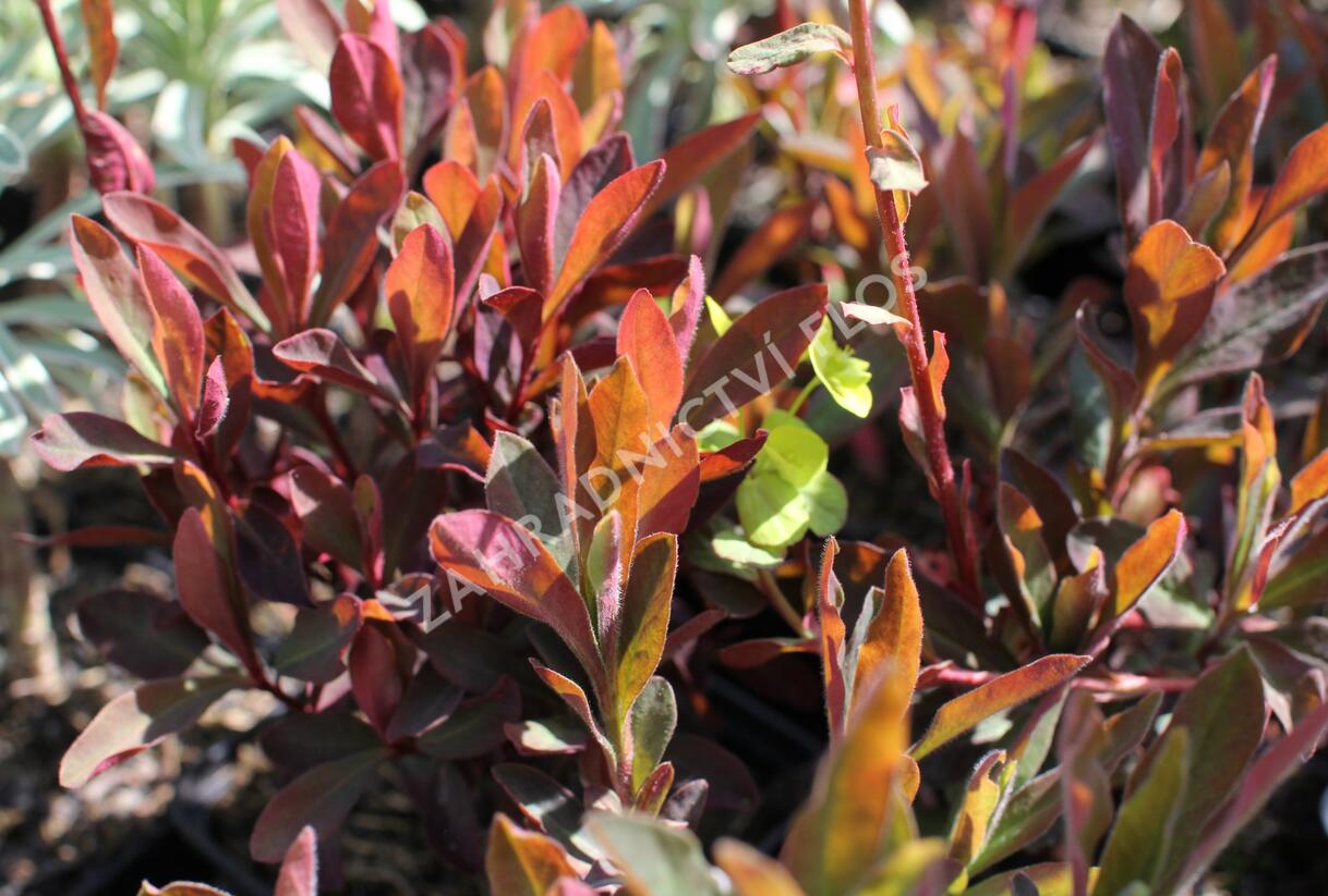 Pryšec mnohobarvý 'Purpurea' - Euphorbia polychroma 'Purpurea'
