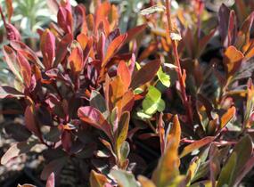 Pryšec mnohobarvý 'Purpurea' - Euphorbia polychroma 'Purpurea'