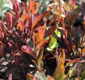 Pryšec mnohobarvý 'Purpurea' - Euphorbia polychroma 'Purpurea'