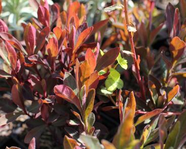 Pryšec mnohobarvý 'Purpurea'