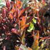 prysec-mnohobarvy-purpurea.jpg