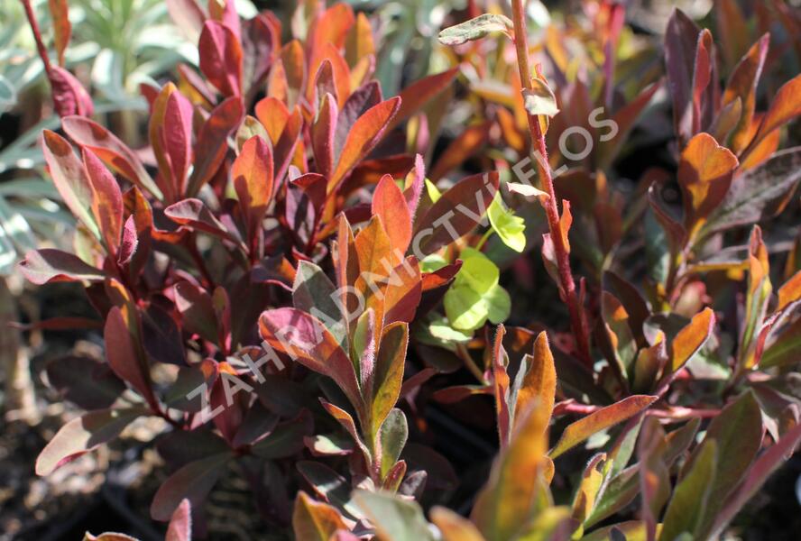Pryšec mnohobarvý 'Purpurea' - Euphorbia polychroma 'Purpurea'