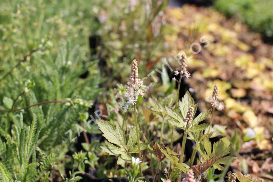 Mitrovnička ‘Pink Skyrocket’ - Tiarella 'Pink Skyrocket'