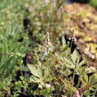 Mitrovnička ‘Pink Skyrocket’ - Tiarella 'Pink Skyrocket'