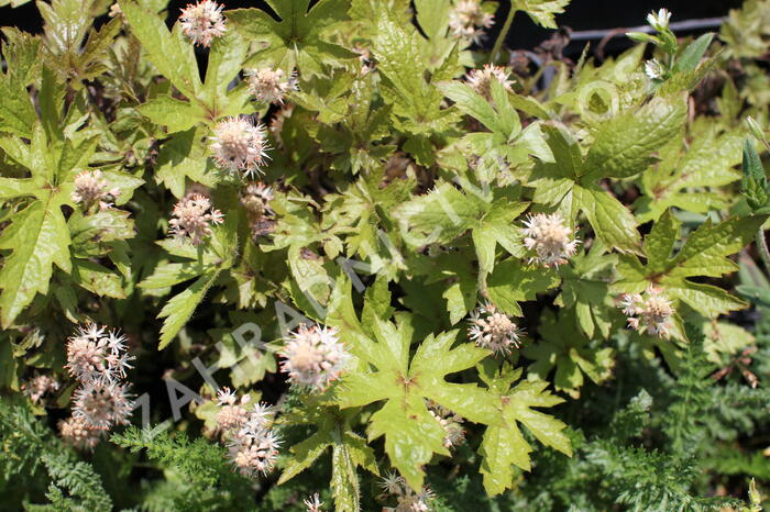 Mitrovnička ‘Pink Skyrocket’ - Tiarella laciniata 'Pink Skyrocket'
