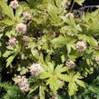 Mitrovnička ‘Pink Skyrocket’ - Tiarella 'Pink Skyrocket'