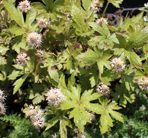 Mitrovnička ‘Pink Skyrocket’ - Tiarella laciniata 'Pink Skyrocket'