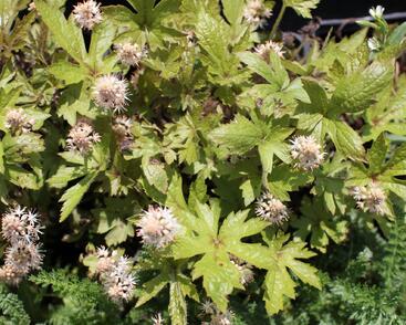 Mitrovnička ‘Pink Skyrocket’