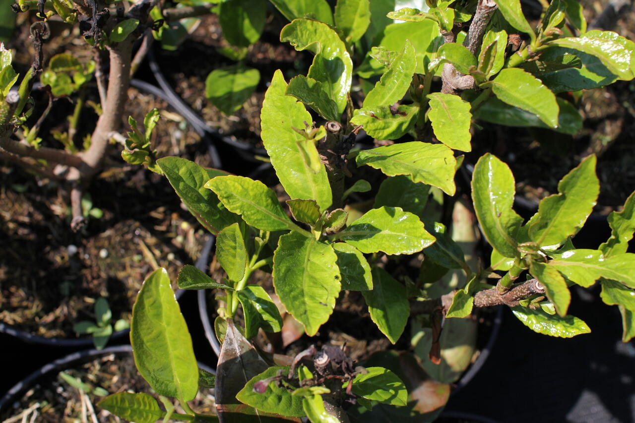 Kalina libovonná Viburnum odoratissimum Zahradnictví FLOS