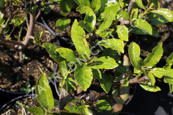Kalina libovonná - Viburnum odoratissimum