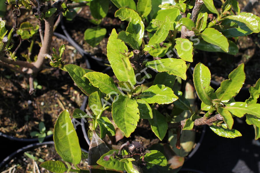 Kalina libovonná - Viburnum odoratissimum