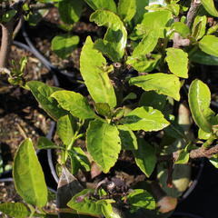 Kalina libovonná - Viburnum odoratissimum