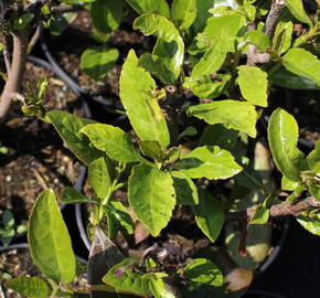 Kalina libovonná - Viburnum odoratissimum