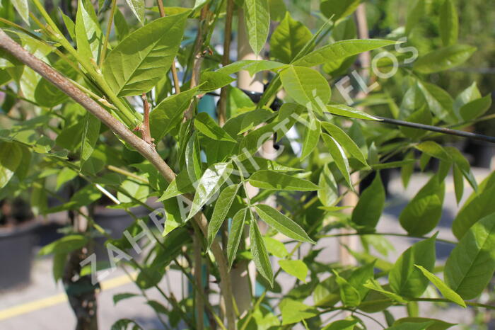 Vistárie květnatá 'Violacea Plena' - Wisteria floribunda 'Violacea Plena'