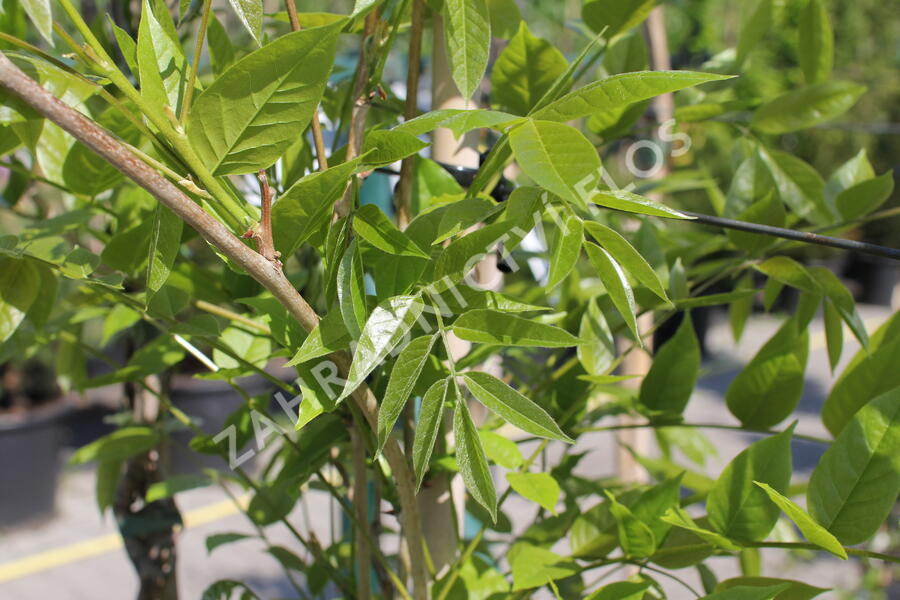 Vistárie květnatá 'Violacea Plena' - Wisteria floribunda 'Violacea Plena'