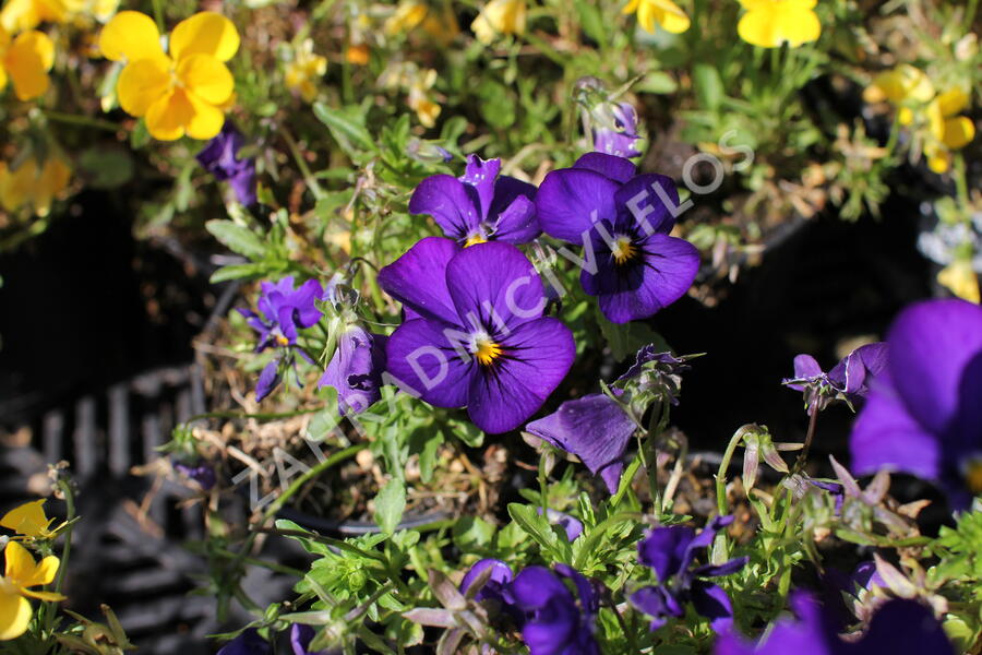 Violka růžkatá 'Twix Blue with Eye' - Viola cornuta 'Twix Blue with Eye'