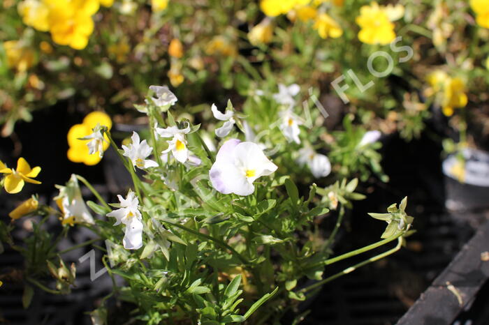 Violka růžkatá 'Ice Babies White' - Viola cornuta 'Ice Babies White'