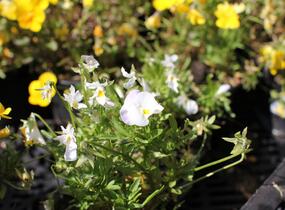 Violka růžkatá 'Ice Babies White' - Viola cornuta 'Ice Babies White'