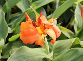 Dosna indická 'Cannova F1 Orange Shades ' - Canna indica 'Cannova F1 Orange Shades '