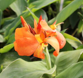 Dosna indická 'Cannova F1 Orange Shades ' - Canna indica 'Cannova F1 Orange Shades '